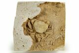 Fossil Crab (Potamon) Preserved in Travertine - Turkey #315131-3